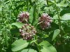 Common Milkweed (Asclepias syriaca)
