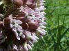 Common Milkweed (Asclepias syriaca)