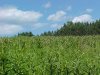 Field of Common Milkweed (Asclepias syriaca)
