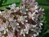 Common Milkweed (Asclepias syriaca)