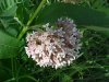 Common Milkweed (Asclepias syriaca)