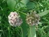 Common Milkweed (Asclepias syriaca)