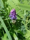 Cow Vetch; Blue Vetch (Vicia cracca)