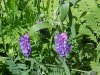 Cow Vetch; Blue Vetch (Vicia cracca)