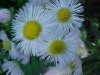 Philadelphia Fleabane (Erigeron philadelphicus)