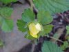 Indian Strawberry (Duchesnea indica)