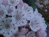 Mountain Laurel (Kalmia latifolia)
