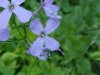 Dame's Rocket; Dame's Violet; Mother-of-the-Evening (Hesperis matronalis)