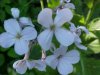 Dame's Rocket; Dame's Violet; Mother-of-the-Evening (Hesperis matronalis)