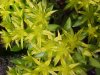 Stringy Stonecrop, Yellow Moss, Graveyard Moss (Sedum sarmentosum) - thanks to Gottfried Unger for correction: was misidentified as Wild Stonecrop (Sedum ternatum)