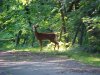 Wild deer of LDEO