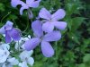 Dame's Rocket; Dame's Violet; Mother-of-the-Evening (Hesperis matronalis)