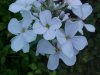 Dame's Rocket; Dame's Violet; Mother-of-the-Evening (Hesperis matronalis)