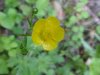 Common Buttercup (Ranunculus acris)