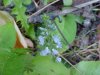Common Speedwell (Veronica officinalis)
