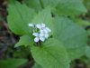 Garlic Mustard (Alliaria petiolata)