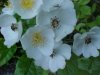 Multiflora Rose (Rosa multiflora)