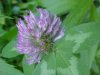 Red Clover (Trifolium pratense)