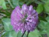 Red Clover (Trifolium pratense)