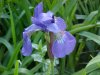 Blue Flag (Iris versicolor) (from flagge, the old English for 'rush' or 'reed')