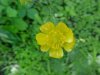 Common Buttercup (Ranunculus acris)