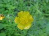 Common Buttercup (Ranunculus acris)