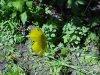 Common Buttercup (Ranunculus acris)
