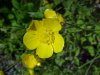 Common Buttercup (Ranunculus acris)