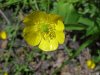 Common Buttercup (Ranunculus acris)