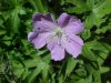 Wild Geranium; Crane's Bill (Geranium maculatum)