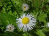 Daisy Fleabane (Erigeron annus)