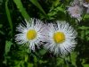 Philadelphia Fleabane (Erigeron philadelphicus)