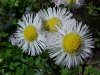 Philadelphia Fleabane (Erigeron philadelphicus)
