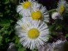 Philadelphia Fleabane (Erigeron philadelphicus)