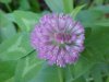 Red Clover (Trifolium pratense)
