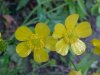 Common Buttercup (Ranunculus acris)