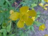 Common Buttercup (Ranunculus acris)