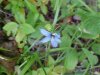 Blue-eyed Grass (Sisyrinchium angustifolium)