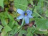 Blue-eyed Grass (Sisyrinchium angustifolium)