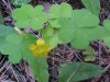 Yellow Wood Sorrel; Sour Grass (Oxalis stricta)