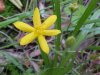 Yellow Star Grass; Common Goldstar  (Hypoxis hirsuta)