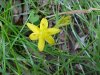Yellow Star Grass; Common Goldstar  (Hypoxis hirsuta)