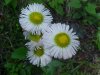 Daisy Fleabane (Erigeron annus)