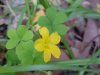 Yellow Wood Sorrel; Sour Grass (Oxalis stricta)