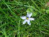 Blue-eyed Grass (Sisyrinchium angustifolium)