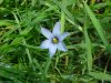 Blue-eyed Grass (Sisyrinchium angustifolium)