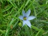 Blue-eyed Grass (Sisyrinchium angustifolium)