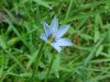 Blue-eyed Grass (Sisyrinchium angustifolium)