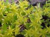 Stringy Stonecrop, Yellow Moss, Graveyard Moss (Sedum sarmentosum) - thanks to Gottfried Unger for correction: was misidentified as Wild Stonecrop (Sedum ternatum)