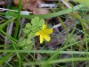 Yellow Wood Sorrel; Sour Grass (Oxalis stricta)